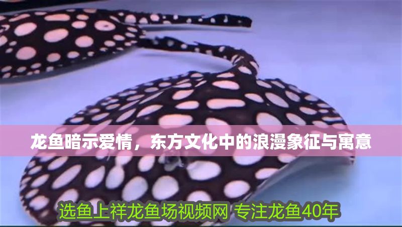 龍魚暗示愛情，東方文化中的浪漫象征與寓意 龍魚暗示愛情，東方文化中的浪漫象征與寓意 龍魚百科 第1張
