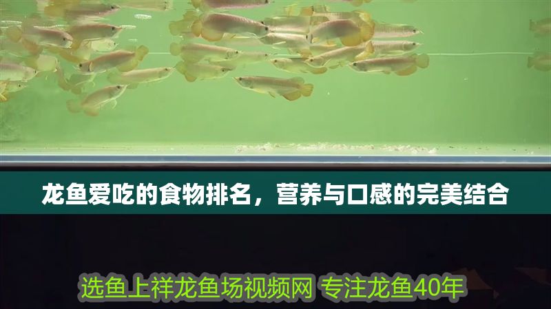 龍魚愛吃的食物排名，營養與口感的完美結合