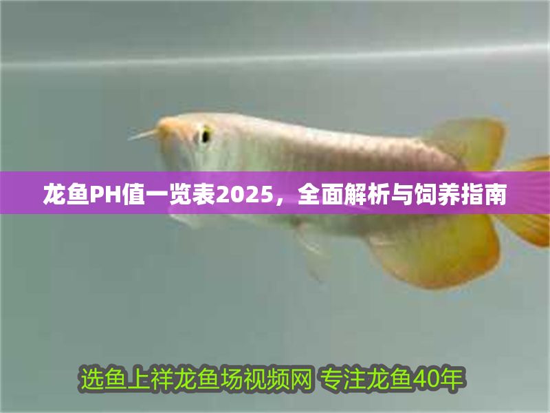 龍魚PH值一覽表2025，全面解析與飼養(yǎng)指南 龍魚PH值一覽表2025，全面解析與飼養(yǎng)指南 龍魚百科 第1張