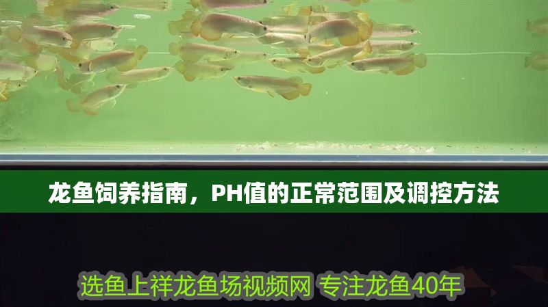 龍魚飼養指南，PH值的正常范圍及調控方法 龍魚飼養指南，PH值的正常范圍及調控方法 龍魚百科 第1張