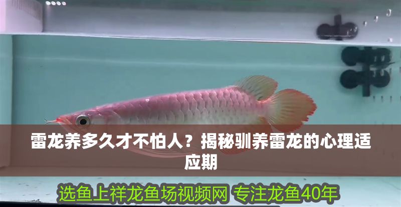 雷龍養多久才不怕人？揭秘馴養雷龍的心理適應期