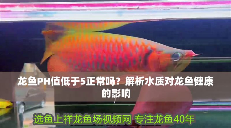 龍魚PH值低于5正常嗎？解析水質對龍魚健康的影響