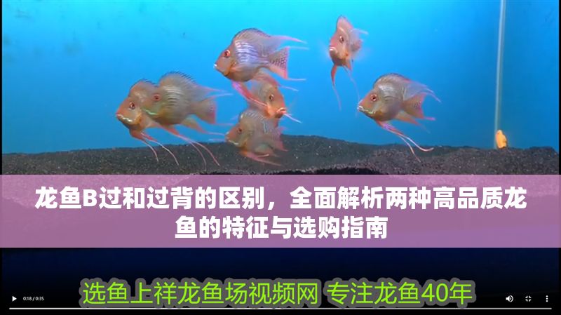 龍魚B過和過背的區別，全面解析兩種高品質龍魚的特征與選購指南