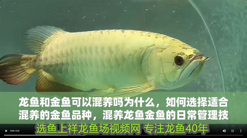 龍魚和金魚可以混養嗎為什么，如何選擇適合混養的金魚品種，混養龍魚金魚的日常管理技巧 龍魚和金魚可以混養嗎為什么，如何選擇適合混養的金魚品種，混養龍魚金魚的日常管理技巧 龍魚百科 第2張