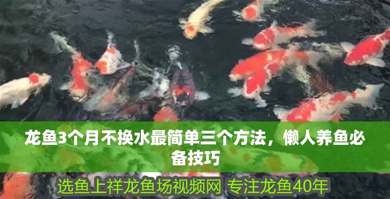 龍魚3個月不換水最簡單三個方法，懶人養魚必備技巧