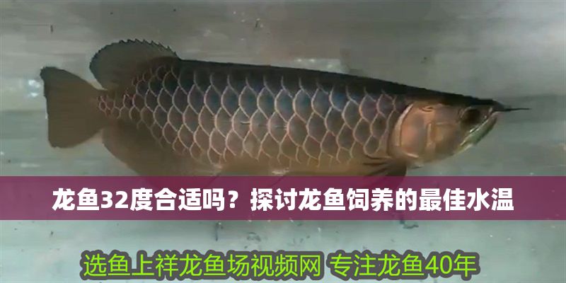 龍魚32度合適嗎？探討龍魚飼養(yǎng)的最佳水溫