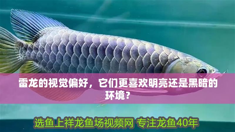 雷龍的視覺偏好，它們更喜歡明亮還是黑暗的環境？