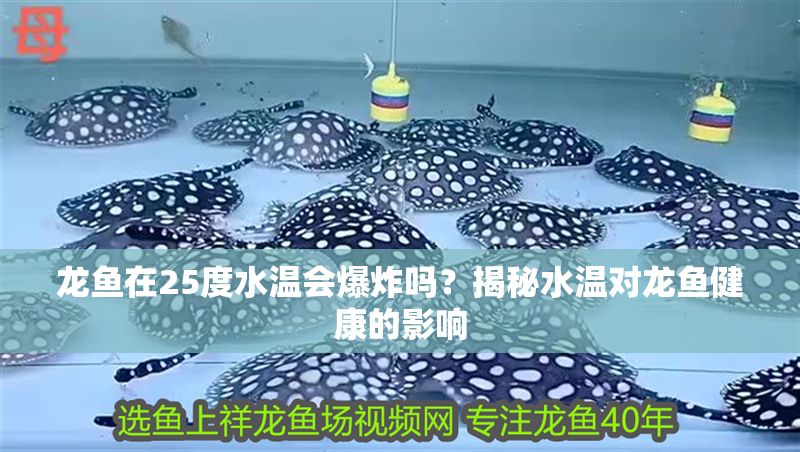 龍魚在25度水溫會爆炸嗎？揭秘水溫對龍魚健康的影響