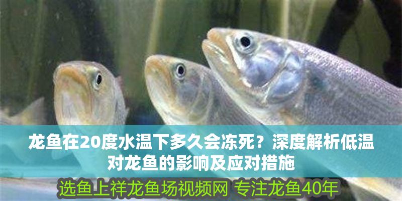 龍魚在20度水溫下多久會凍死?深度解析低溫對龍魚的影響及應對措施 龍魚百科 第1張 龍魚在20度水溫下多久會凍死?深度解析低溫對龍魚的影響及應對措施 龍魚在20度水溫下多久會凍死?深度解析低溫對龍魚的影響及應對措施 龍魚百科 第1張