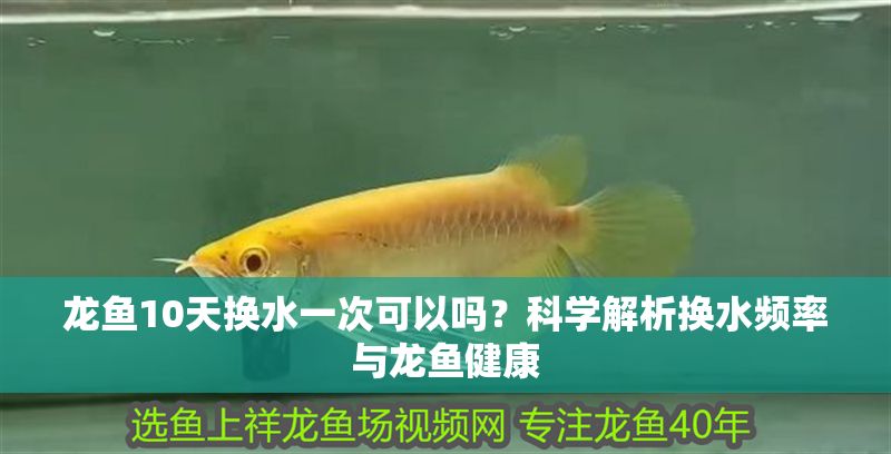 龍魚10天換水一次可以嗎？科學解析換水頻率與龍魚健康