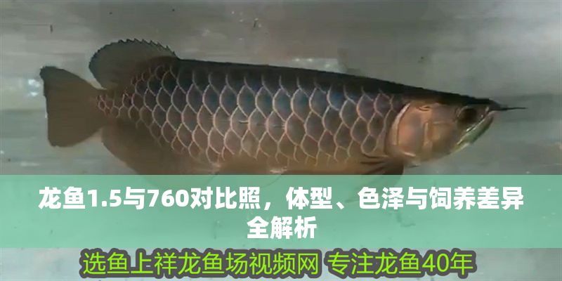 龍魚(yú)1.5與760對(duì)比照，體型、色澤與飼養(yǎng)差異全解析 龍魚(yú)1.5與760對(duì)比照，體型、色澤與飼養(yǎng)差異全解析 龍魚(yú)百科 第1張