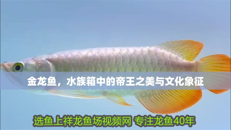 金龍魚，水族箱中的帝王之美與文化象征 金龍魚，水族箱中的帝王之美與文化象征 龍魚百科 第1張