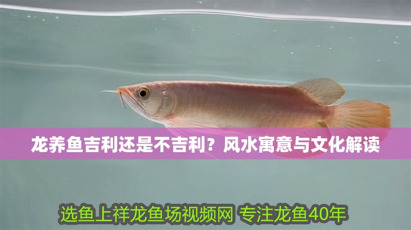 龍養魚吉利還是不吉利？風水寓意與文化解讀 龍養魚吉利還是不吉利？風水寓意與文化解讀 龍魚百科 第1張