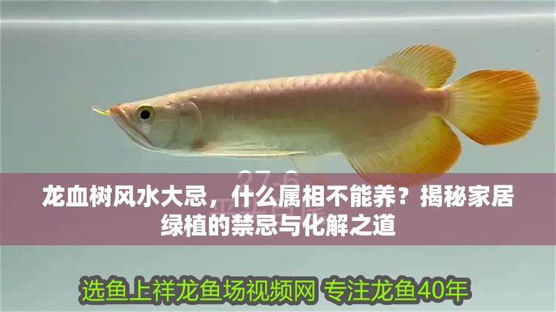 龍血樹風(fēng)水大忌，什么屬相不能養(yǎng)？揭秘家居綠植的禁忌與化解之道