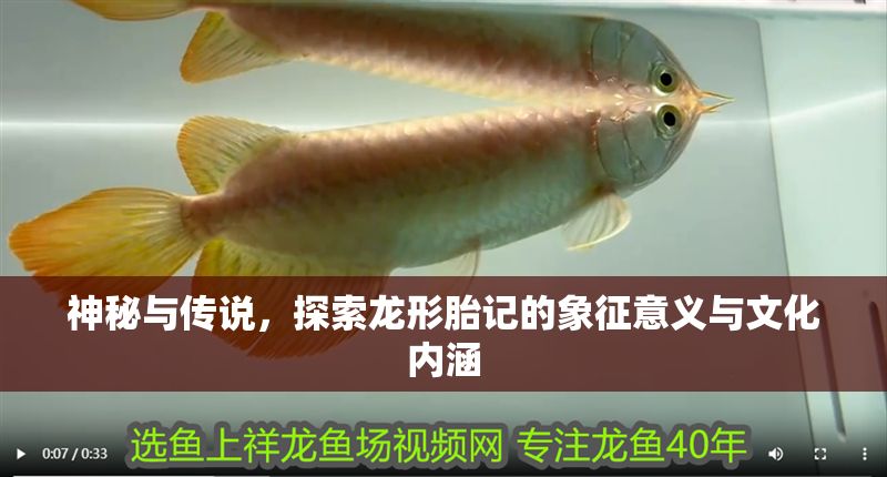 神秘與傳說，探索龍形胎記的象征意義與文化內(nèi)涵