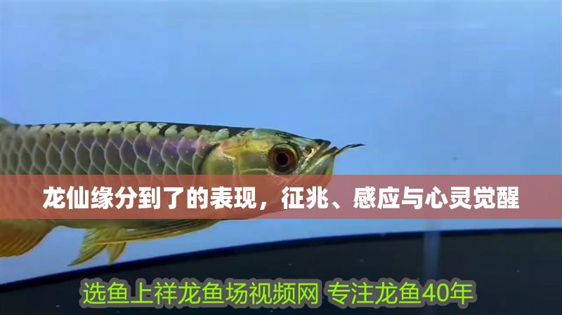 龍仙緣分到了的表現(xiàn)，征兆、感應(yīng)與心靈覺醒