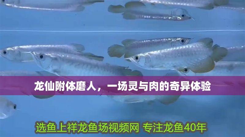 龍仙附體磨人，一場(chǎng)靈與肉的奇異體驗(yàn)