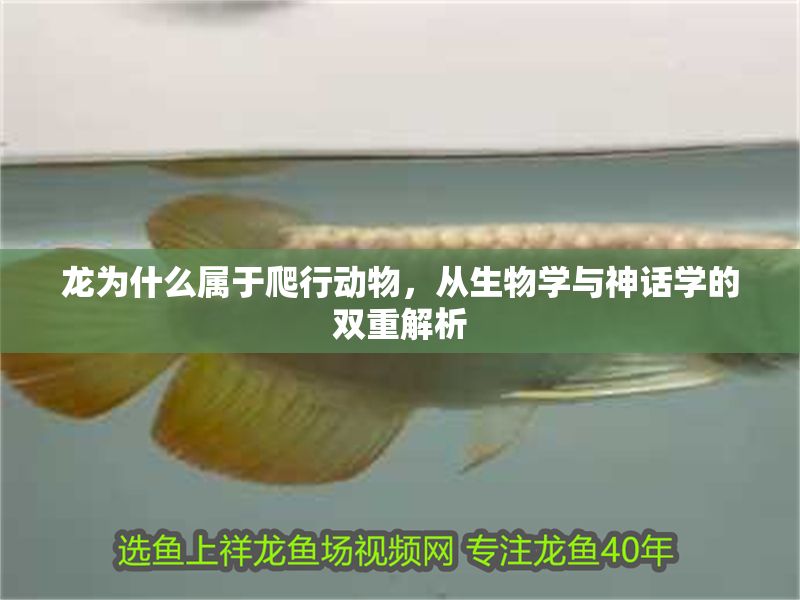 龍為什么屬于爬行動物，從生物學與神話學的雙重解析 龍為什么屬于爬行動物，從生物學與神話學的雙重解析 龍魚百科 第1張