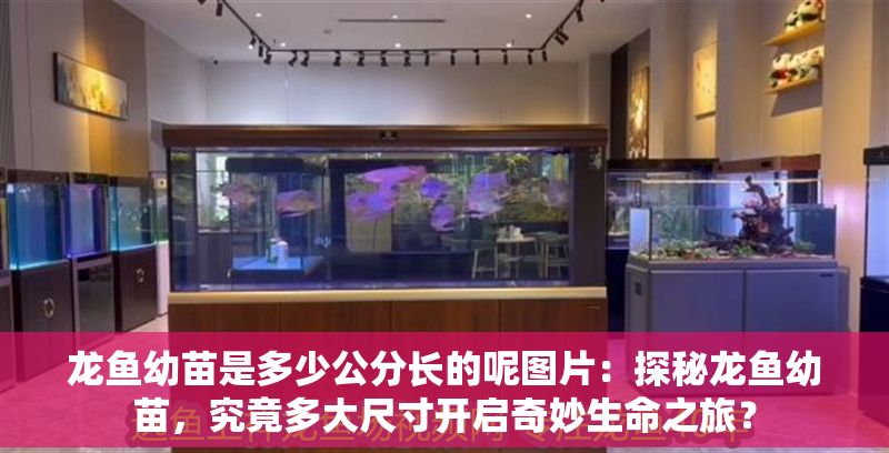 龍魚幼苗是多少公分長的呢圖片：探秘龍魚幼苗，究竟多大尺寸開啟奇妙生命之旅？