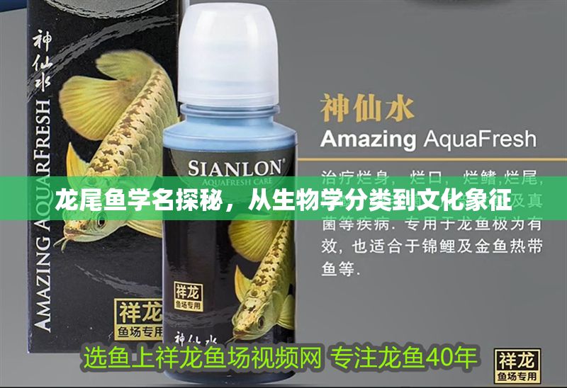 龍尾魚學名探秘,從生物學分類到文化象征 龍魚百科 第1張 龍尾魚學名探秘,從生物學分類到文化象征 龍尾魚學名探秘,從生物學分類到文化象征 龍魚百科 第1張