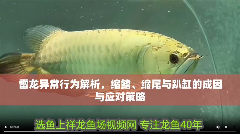 雷龍異常行為解析，縮鰭、縮尾與趴缸的成因與應對策略