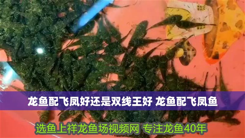 龍魚配飛鳳好還是雙線王好 龍魚配飛鳳魚 龍魚配飛鳳好還是雙線王好 龍魚配飛鳳魚 龍魚百科 第1張