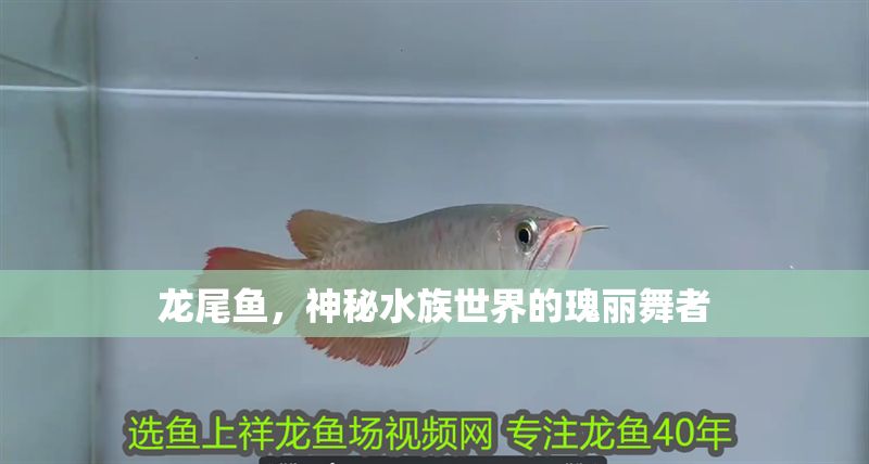 龍尾魚，神秘水族世界的瑰麗舞者
