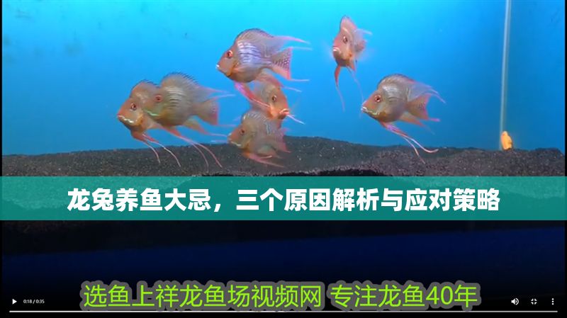 龍兔養(yǎng)魚大忌，三個原因解析與應對策略