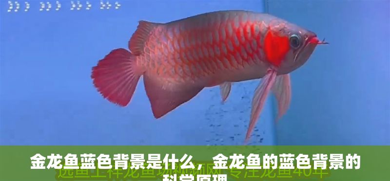 金龍魚藍色背景是什么，金龍魚的藍色背景的科學原理