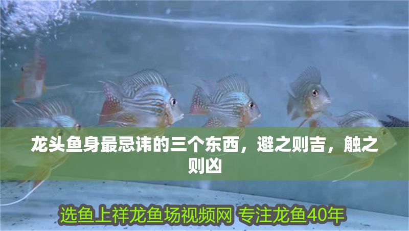 龍頭魚身最忌諱的三個東西，避之則吉，觸之則兇 龍頭魚身最忌諱的三個東西，避之則吉，觸之則兇 龍魚百科 第1張