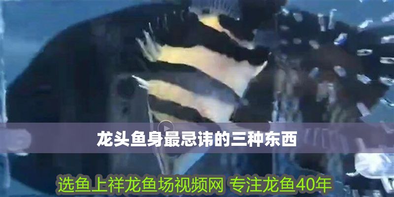 龍頭魚身最忌諱的三種東西