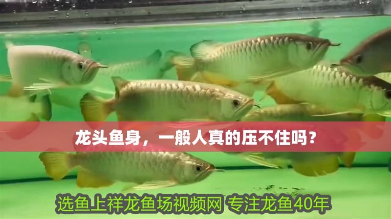 龍頭魚身，一般人真的壓不住嗎？