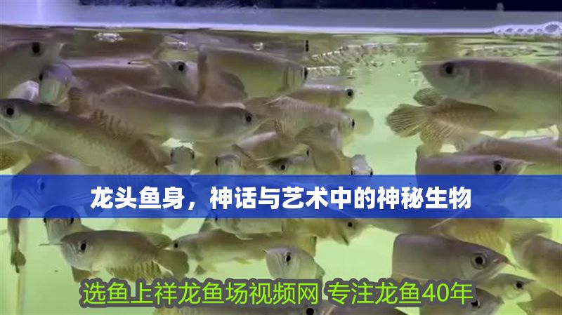 龍頭魚身，神話與藝術中的神秘生物 龍頭魚身，神話與藝術中的神秘生物 龍魚百科 第1張