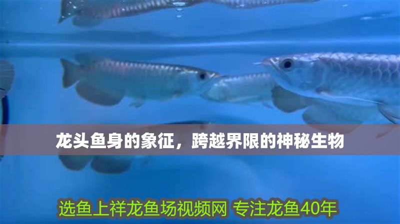龍頭魚身的象征，跨越界限的神秘生物