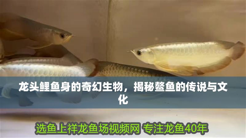 龍頭鯉魚身的奇幻生物，揭秘鰲魚的傳說與文化