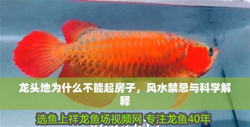 龍頭地為什么不能起房子，風水禁忌與科學解釋