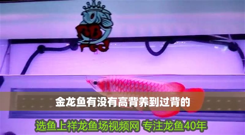 金龍魚有沒有高背養到過背的