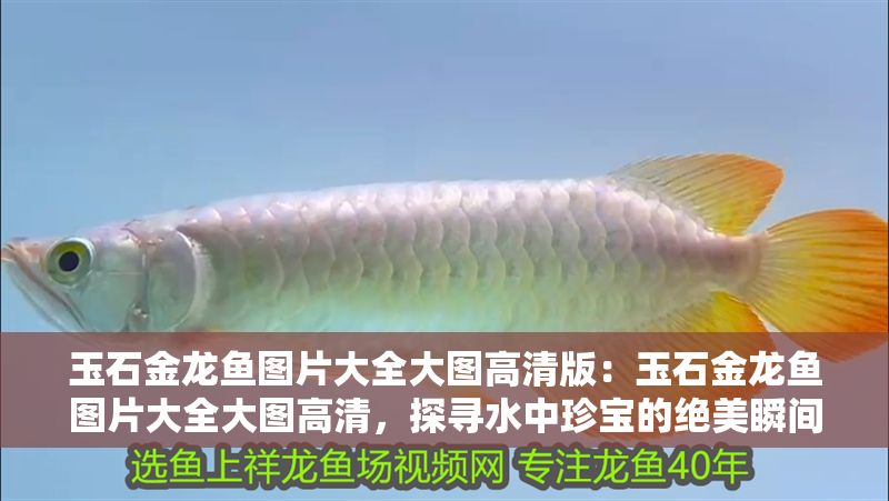 玉石金龍魚圖片大全大圖高清版：玉石金龍魚圖片大全大圖高清，探尋水中珍寶的絕美瞬間