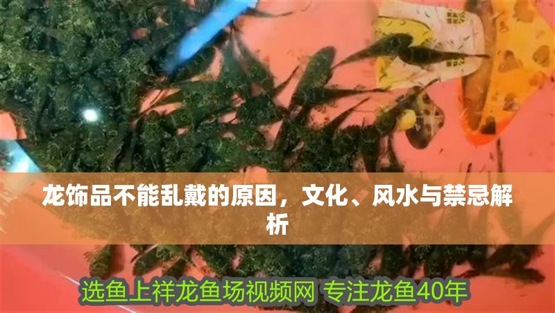 龍飾品不能亂戴的原因，文化、風水與禁忌解析 龍飾品不能亂戴的原因，文化、風水與禁忌解析 龍魚百科 第1張