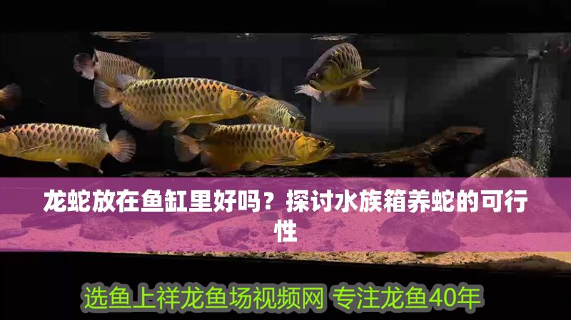 龍蛇放在魚缸里好嗎？探討水族箱養(yǎng)蛇的可行性