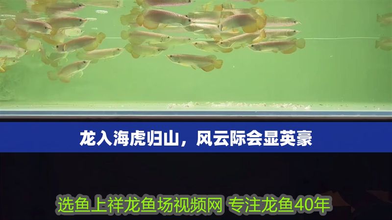 龍入?；w山，風云際會顯英豪