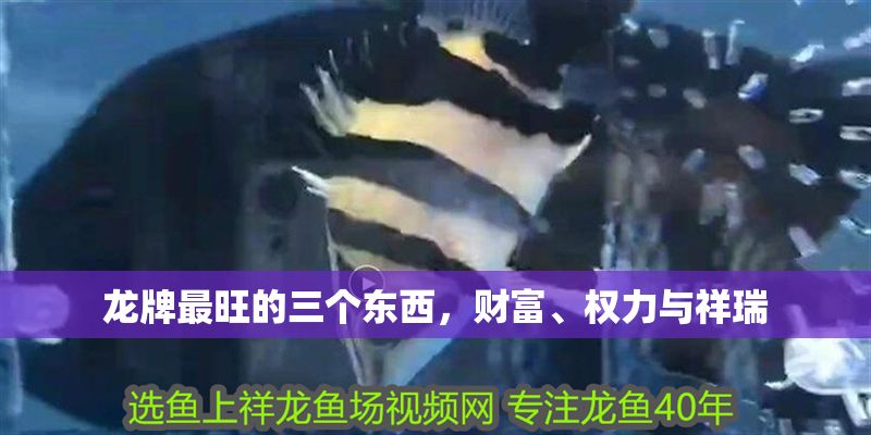 龍牌最旺的三個東西，財富、權力與祥瑞