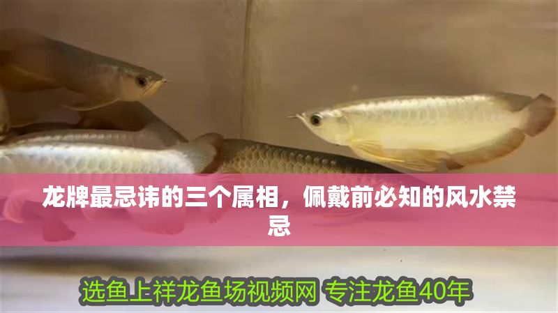 龍牌最忌諱的三個屬相，佩戴前必知的風水禁忌 龍牌最忌諱的三個屬相，佩戴前必知的風水禁忌 龍魚百科 第1張