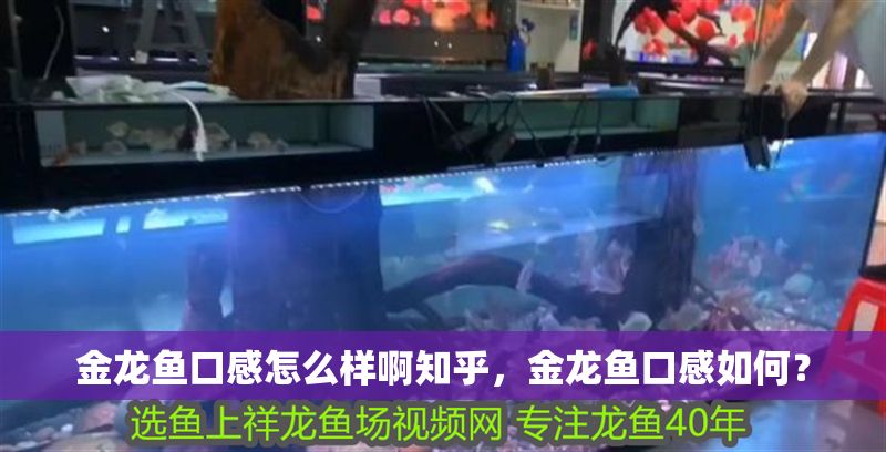 金龍魚口感怎么樣啊知乎，金龍魚口感如何？