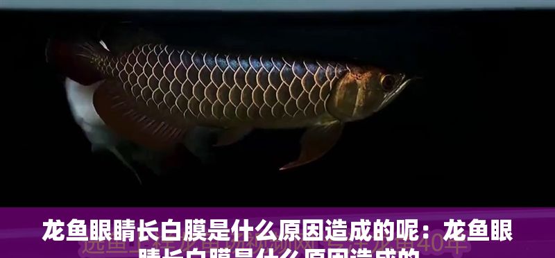 龍魚眼睛長白膜是什么原因造成的呢：龍魚眼睛長白膜是什么原因造成的