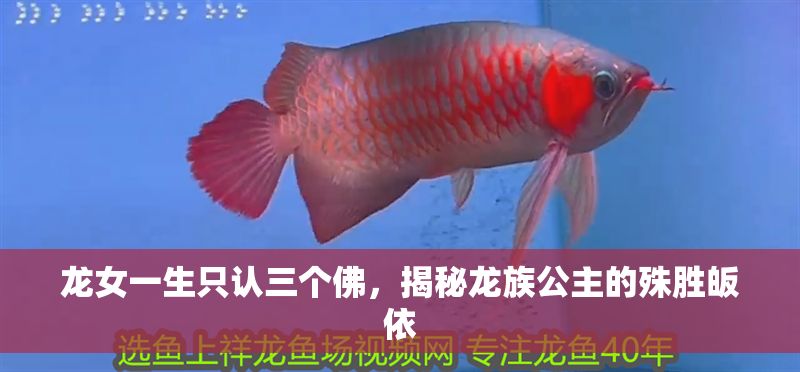 龍女一生只認三個佛，揭秘龍族公主的殊勝皈依