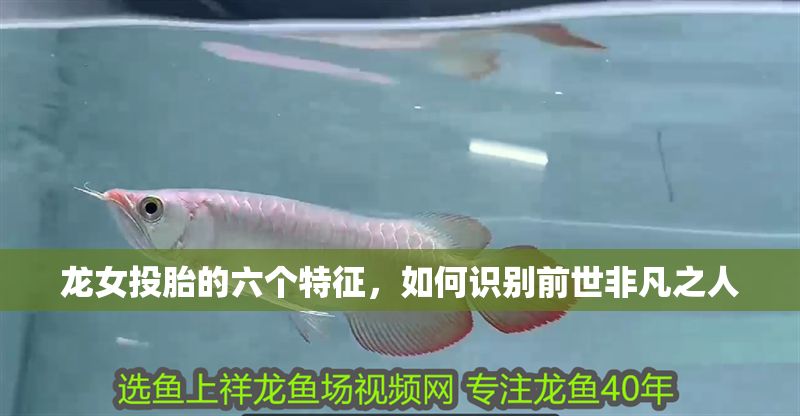 龍女投胎的六個特征,如何識別前世非凡之人 龍魚百科 第1張 龍女投胎的六個特征,如何識別前世非凡之人 龍女投胎的六個特征,如何識別前世非凡之人 龍魚百科 第1張