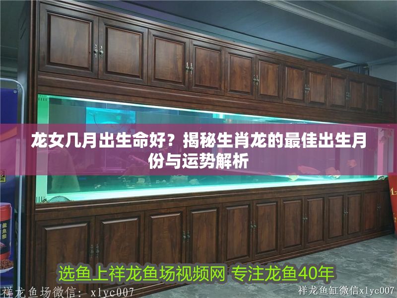 龍女幾月出生命好？揭秘生肖龍的最佳出生月份與運勢解析 龍女幾月出生命好？揭秘生肖龍的最佳出生月份與運勢解析 龍魚百科 第1張
