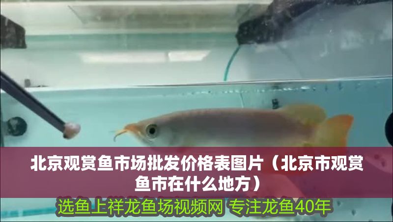 北京觀賞魚市場批發價格表圖片（北京市觀賞魚市在什么地方） 北京觀賞魚市場批發價格表圖片（北京市觀賞魚市在什么地方） 龍魚百科 第1張