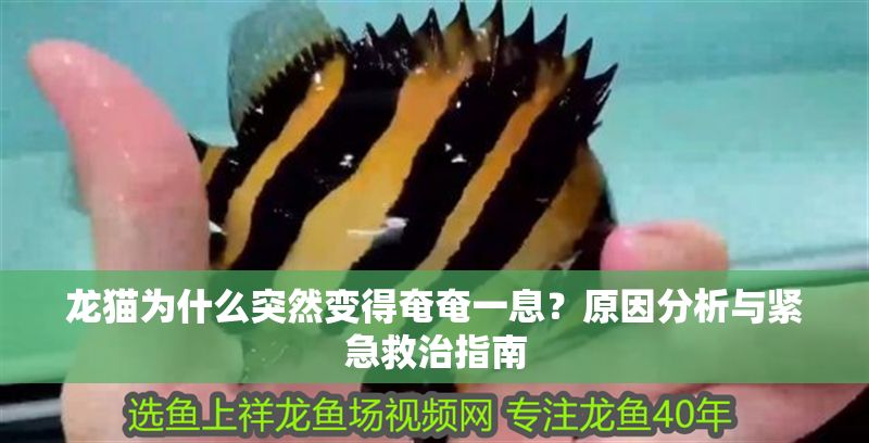 龍貓為什么突然變得奄奄一息？原因分析與緊急救治指南